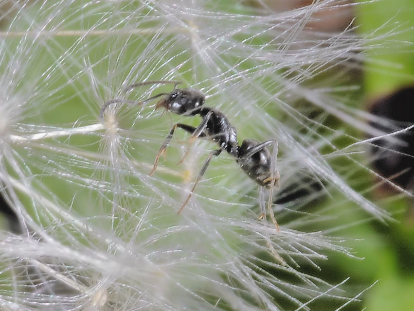La formica....officinale....